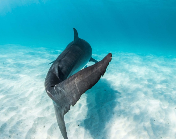 Plonger avec les requins en Australie